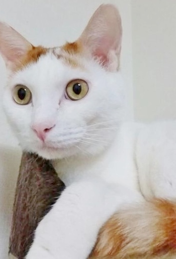 boutyan2