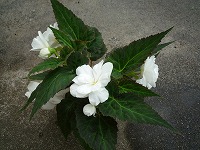 １１月２９日の誕生花 ベゴニア 白 の花言葉 片思い 白いベゴニアの 親切 な花 弥生おばさんのガーデニングノート 花と緑の365日 楽天ブログ