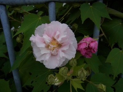 RIMG0463.jpg