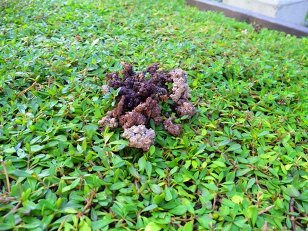 雨上がりのクラピア 緑の温もりを感じる庭づくり 北限のクラピア 楽天ブログ