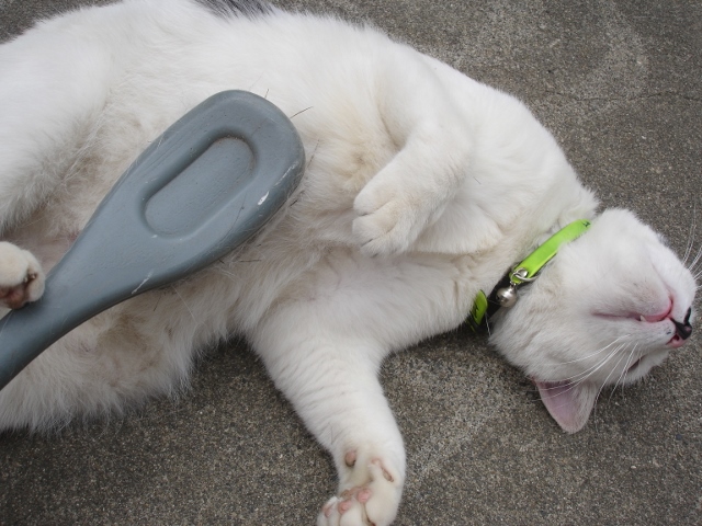 猫ちゃん