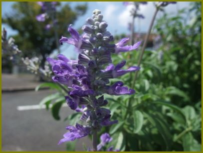 ブルーサルビア暑さ鎮める露の朝♪ | 花の歳時記 （天南星の魅力＆山