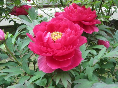 IMG_6391.jpg