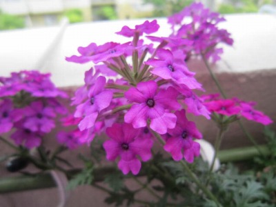 @.IMG_7135.jpg