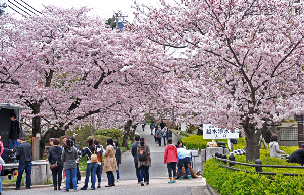 大きな桜の木に驚いて来ました～ | おもいついた時に - 楽天ブログ