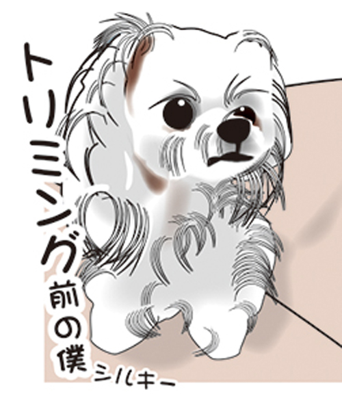 可愛いイラストを描いて頂いたワン 愛犬シルキー クッキーとお花の小部屋 楽天ブログ