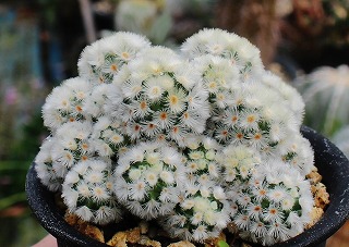 マミラリア・カルメナエのバラエティ | ☆ガマンマの ニク・サボ