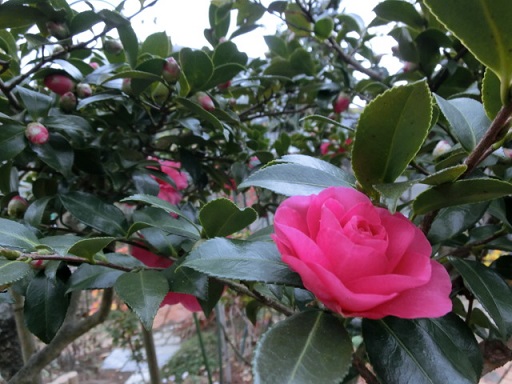 椿と山茶花の見分け方 キーウィ収穫第二弾 静かな時が流れる 風の庭 楽天ブログ