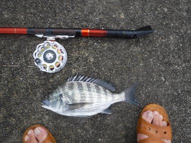 土曜日のヘチ釣り 飛び降り自殺現場 たかおかさんのぶろぐ 其の弐 楽天ブログ