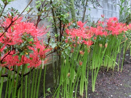ムラサキシキブと彼岸花100本。ツルボって知ってますか。 | 静か