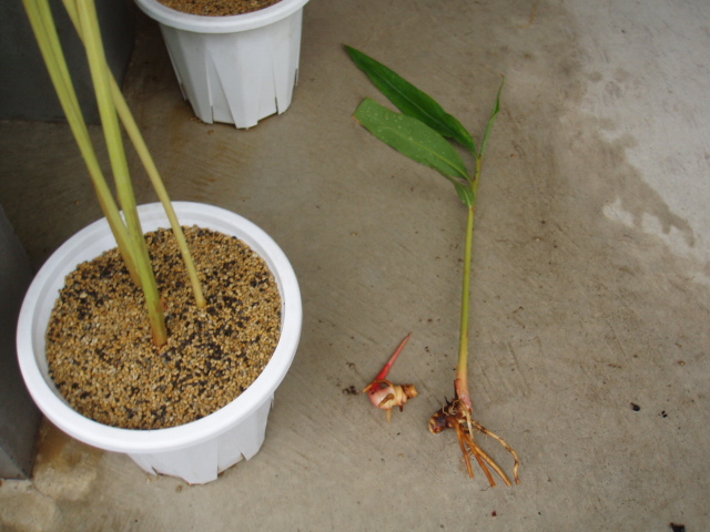 月桃の植え替え 手作りコスメ 手作り石鹸 ソーイング など色々ブログ 楽天ブログ