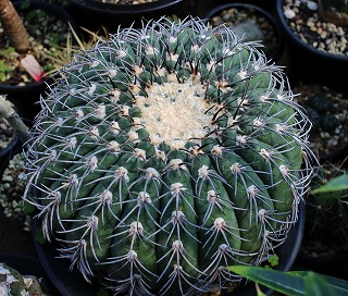 ギムノカリキウム　スペガッツィーニ　天平丸　125苗セット Amazon.co.jp: Gymnocalycium spegazzinii ギムノカリキウム 黒