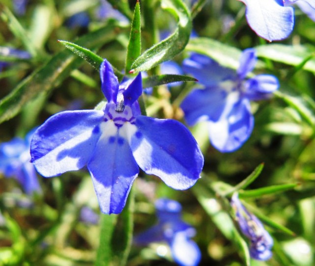 0430 blue flower.jpg