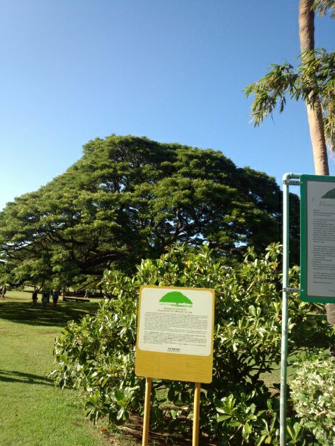 嵐ハワイ この木何の木のモンキーポッドとガジュマルとは違う件