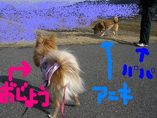アニキと散歩.JPG