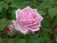 ７月３日の誕生花 バラ ピンク の花言葉 恋の誓い 赤い官能的な愛の花と白い神の愛の花の中間色ピンクは 美しい少女 の 感銘 弥生おばさんのガーデニングノート 花と緑の365日 楽天ブログ