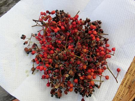 赤い山椒の実をドライに 新しいお皿で食事 静かな時が流れる 風の庭 楽天ブログ