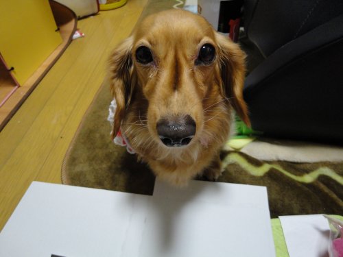 かふぇのは~?