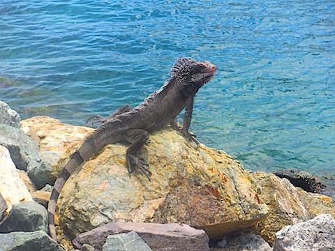 セント トーマス島 セドナの陽だまり 楽天ブログ