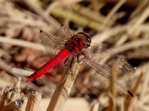 赤トンボ リクエスト3点まとめ買い商品 赤トンボ リクエスト3点まとめ買い商品