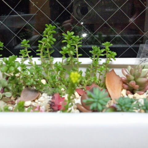 セダム 花