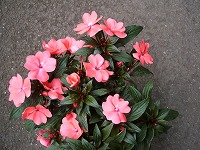７月１２日の誕生花 ニューギニア インパチェンスの花言葉 たくさんお話しましょう 輝き のある鮮やかな花 弥生おばさんのガーデニングノート 花と緑の365日 楽天ブログ