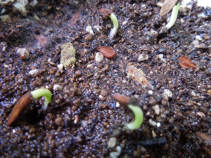 パキポディウム・アンボンゲンセ種まき3回目(pachypodium