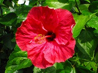 ７月２３日の誕生花 ハイビスカス 赤 の花言葉 新しい恋 鮮やかな赤い大輪の 勇敢 な花 弥生おばさんのガーデニングノート 花と緑の365日 楽天ブログ