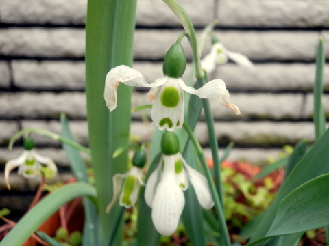 3月18日のブログ 5 珍しい花に出合った はヒガンバナ科のスノ ドロップでした 三田のいのしし 見て歩き日記 楽天ブログ