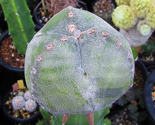 竜神木接木苗の10月 | ☆ガマンマの ニク・サボ栽培☆ - 楽天ブログ