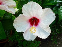 ８月３１日の誕生花 ハイビスカス 白 の花言葉 艶美 白い大輪の清楚な花の 繊細な美 弥生おばさんのガーデニングノート 花と緑の365日 楽天ブログ