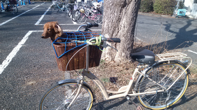 昭和記念公園ドッグランリニューアル ペット用 犬用 自転車 ダックスフンドの日記 楽天ブログ