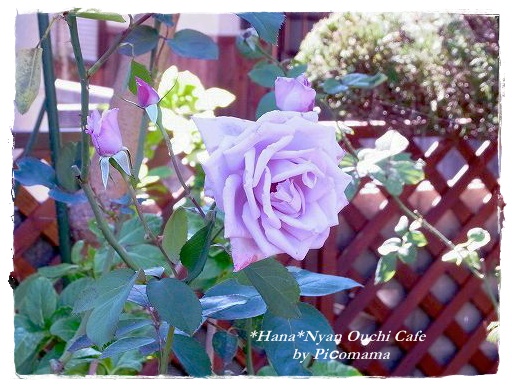 最高の薔薇モネちゃま＆ﾘｯﾁﾌｨｰﾙﾄﾞ･ｴﾝｼﾞｪﾙ＆綿～♪ | *花*ニャン･･おうちカフェ･･ - 楽天ブログ