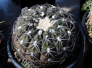ギムノカリキウム　スペガッツィーニ　天平丸　125苗セット Amazon.co.jp: Gymnocalycium spegazzinii ギムノカリキウム 黒