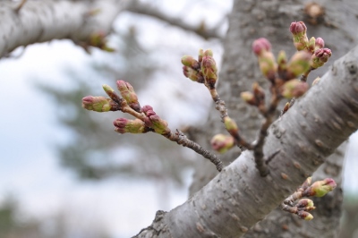 3 曇り さくらのつぼみがぷっくり フラワンライフ 花 ワンちゃん中心 楽天ブログ