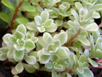 白覆輪丸葉万年草 セダム属 | Plants-備忘録 - 楽天ブログ 白覆輪丸葉万年草 セダム属 | Plants-備忘録 - 楽天ブログ