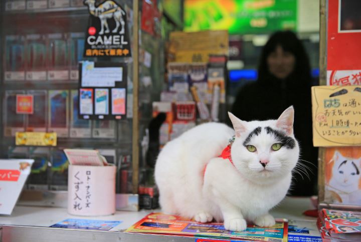 た ま に Fine Art Gallery 幸福を呼ぶ猫 水戸のハチ 暖か日記三丁目 楽天ブログ