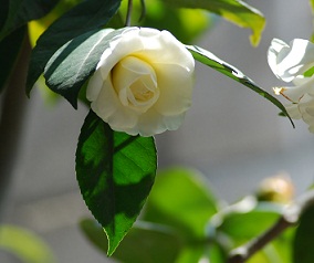 <2005年>映画「アイ・アム・キューブリック」 オイラのブログ 楽天ブログ