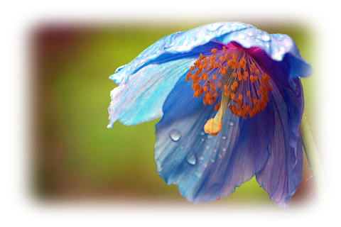 ７月２６日の誕生花 ブルーポピーの花言葉 癒しめぐりの宿 夢みさき 南房総からの旬の便り 楽天ブログ