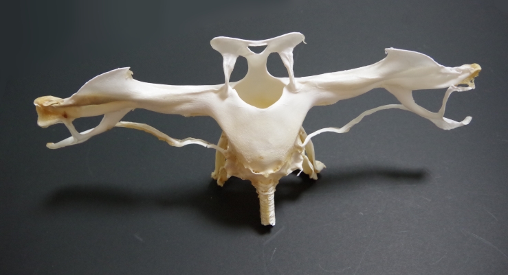 アカシュモクザメ 頭骨標本 | ☆ヨッキーのサメ好きブログ - 楽天ブログ