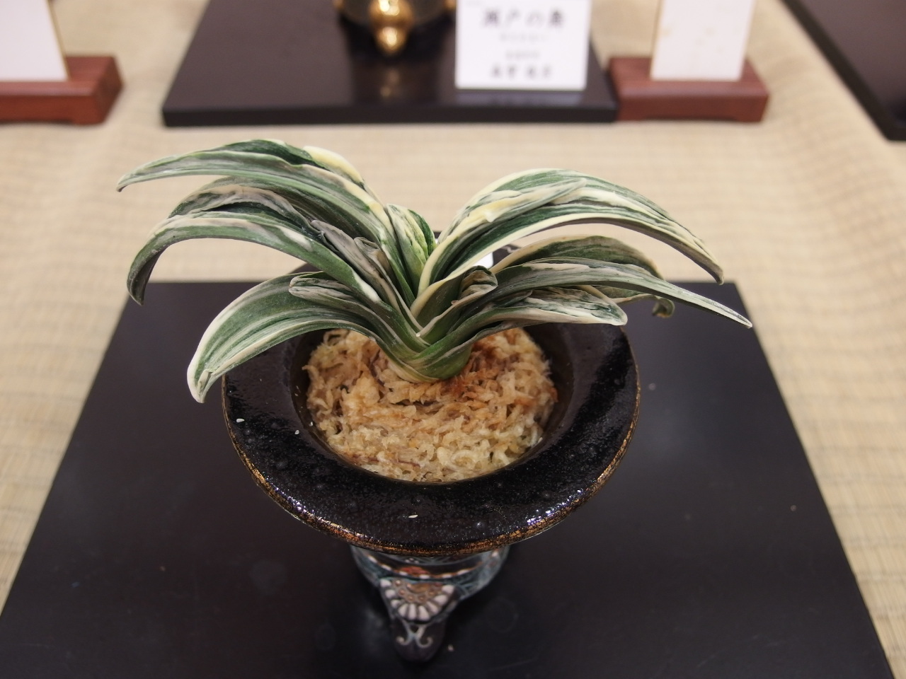 愛玉殿 | 万葉の足あと【万年青日記】 - 楽天ブログ