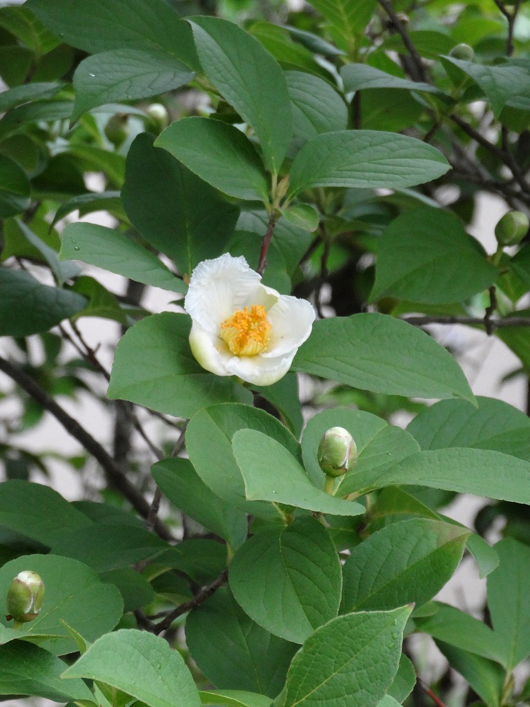 沙羅双樹の花の色 | 緑石丘テニスクラブの人間模様 - 楽天ブログ