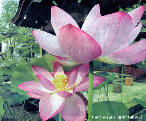 法金剛院「観蓮会」.JPG