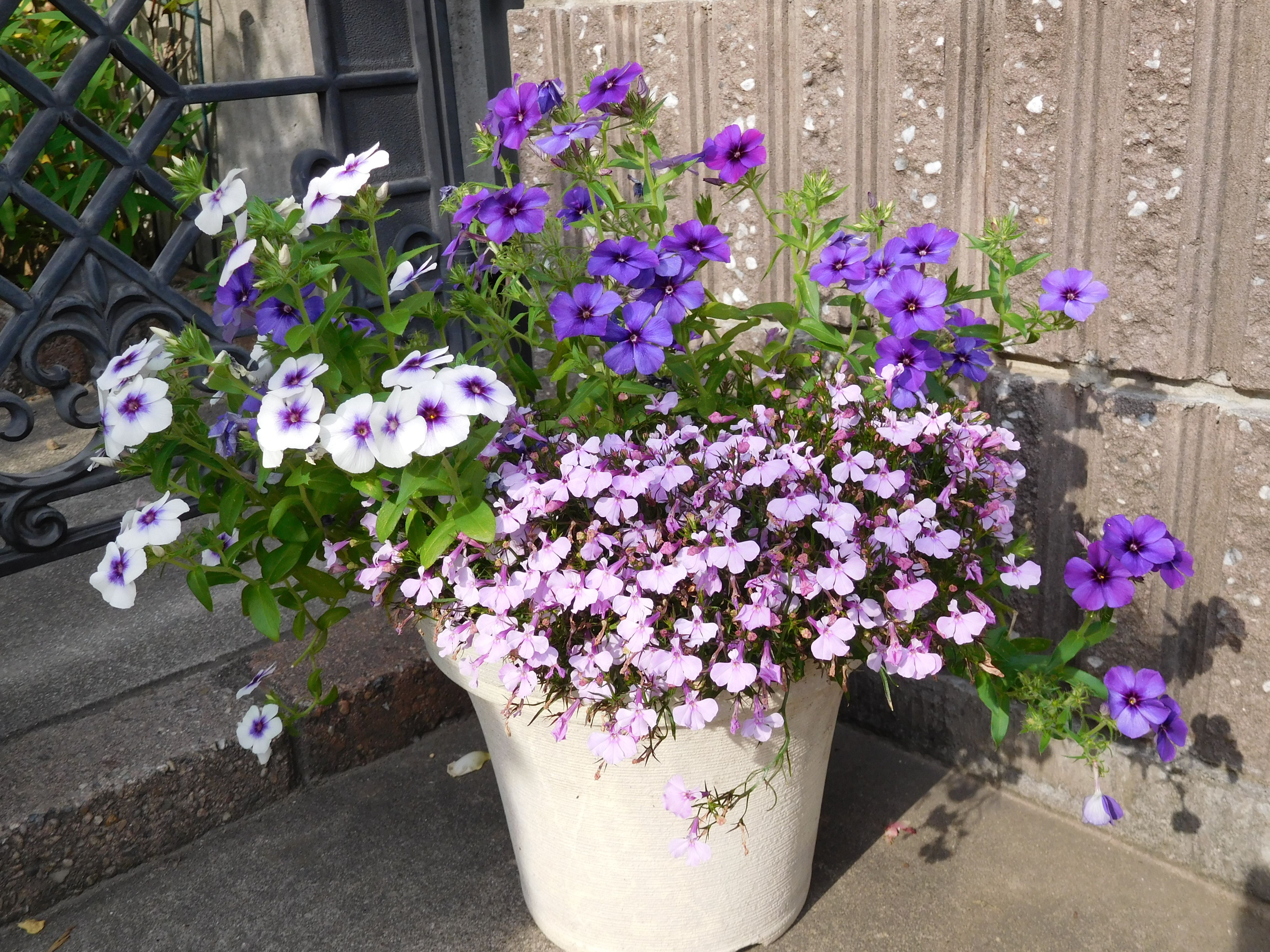 我が家の16 夏の花を振り返る その2 寄せ植え他 ｔｅａ ｇａｒｄｅｎ ちょっとひとりごと 楽天ブログ