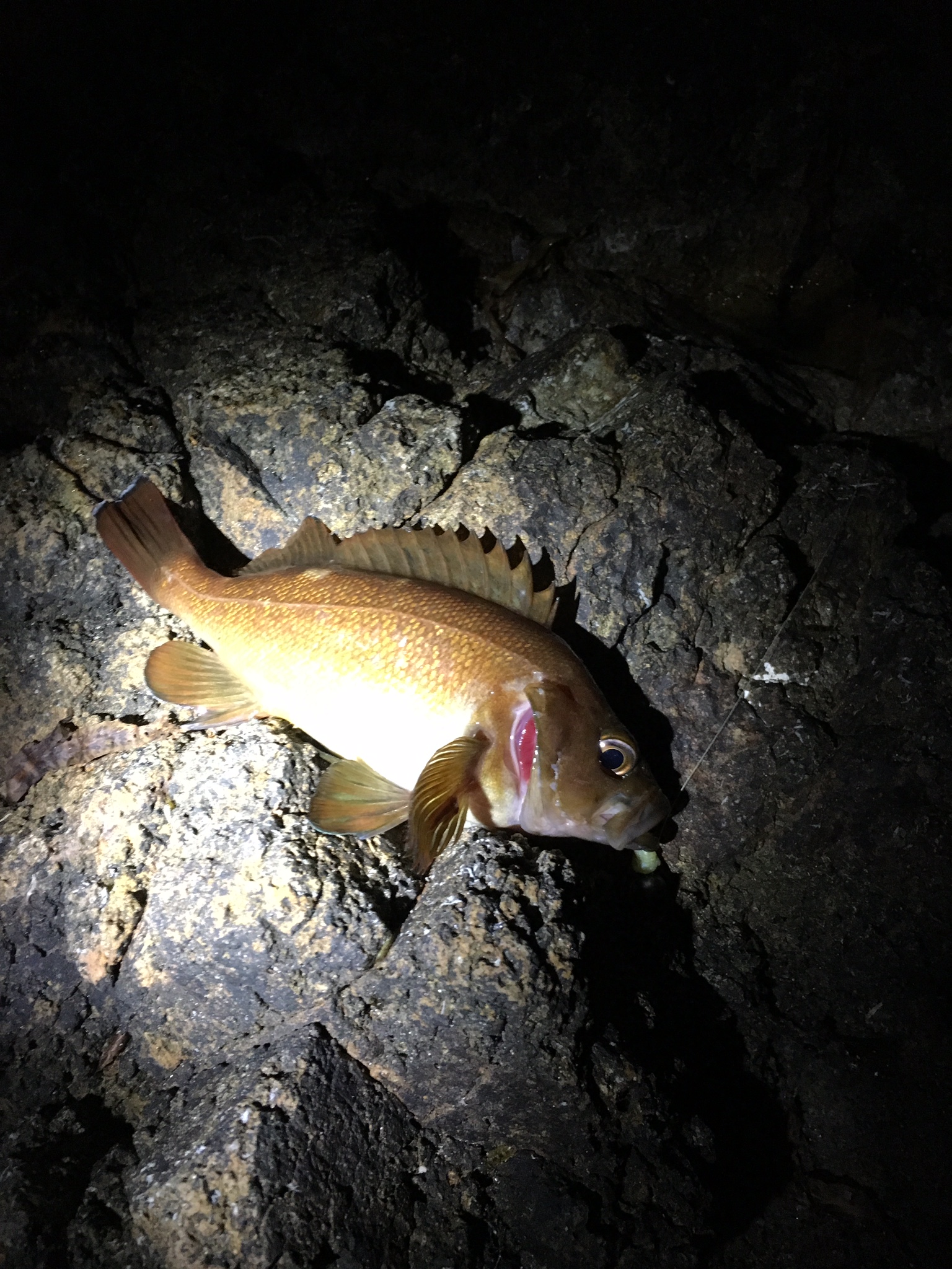 16 8 12 岩尾 雄冬方面 ソイ釣り Mashike Fishing 楽天ブログ