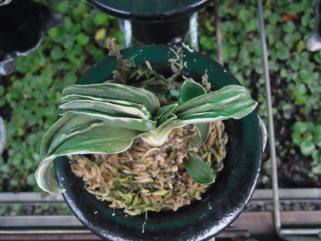 賀茂鶴 | 万葉の足あと【万年青日記】 - 楽天ブログ