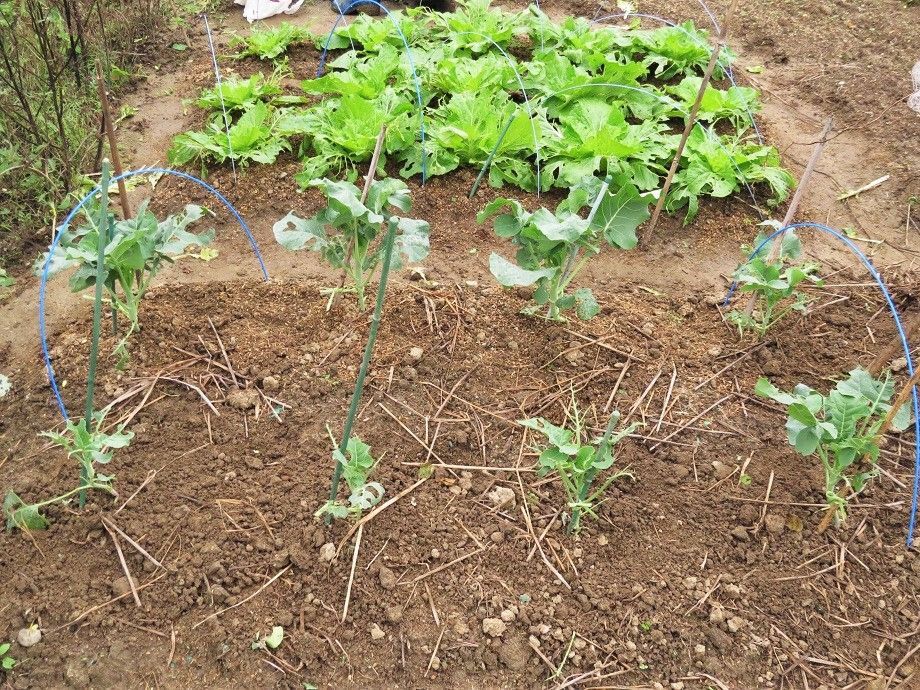 朝焼けを眺め 野菜の虫取り 白菜 ブロッコリー 大根の様子 野鳥 カワセミ君 ジョビコちゃん モズ 大分金太郎の花鳥蝶月 楽天ブログ