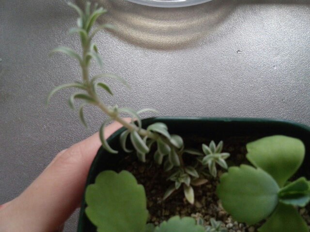 万年草