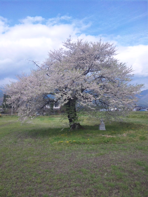 須沼の一本桜