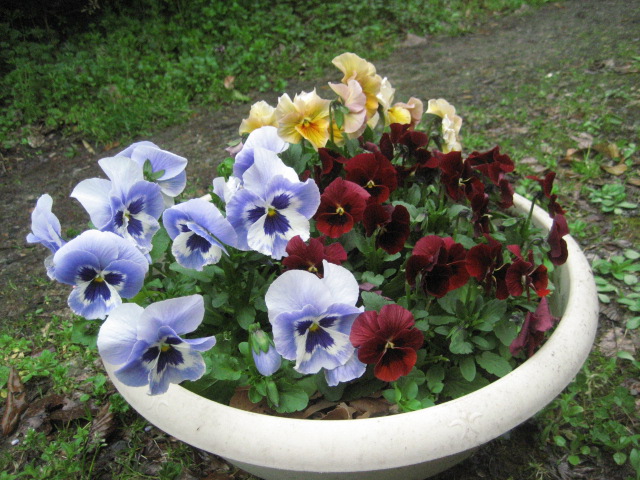 春の花 プランターの花 寄せ植え 話 和 輪のガーデニングと園芸 楽天ブログ